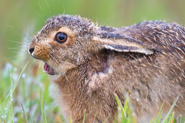 Leveret soaked,stretching and yawning. May. '15.