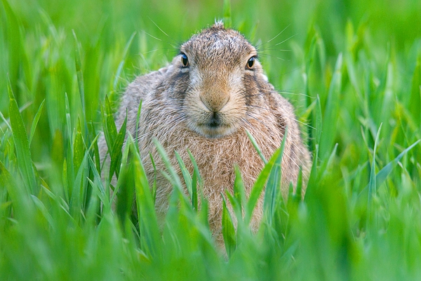 Brown Hare in crop,head on. May. '15.