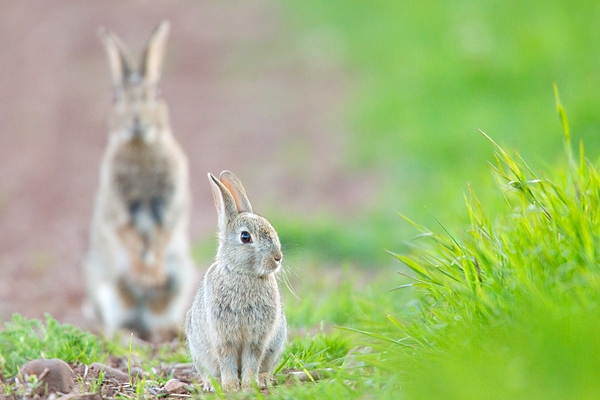 The Rabbit and the Roo 2. May. '15.