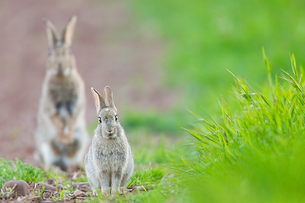 The Rabbit and the Roo 1. May. '15.