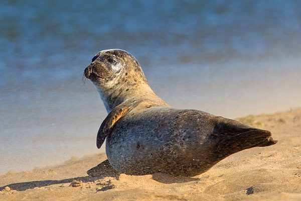 Common Seal in windy sand 4. Sept. '16.