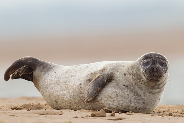 Common Seal resting on sand. Sept. '16.