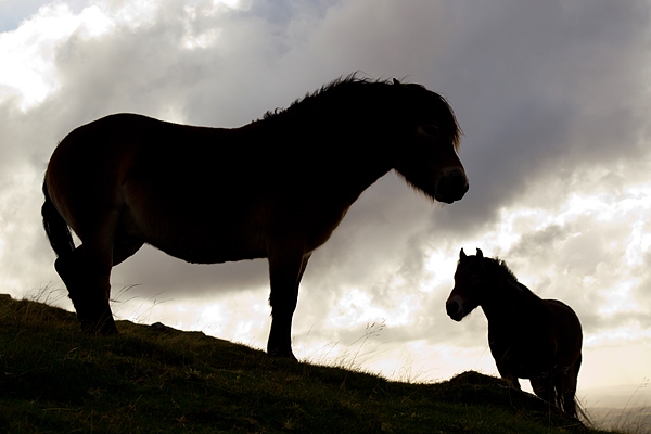 Exmoor Ponies silhouette. Oct. '16.