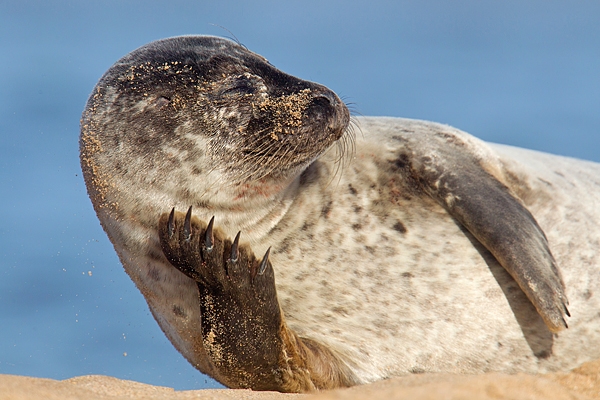 Common Seal relaxing on its' side. Oct. '16.