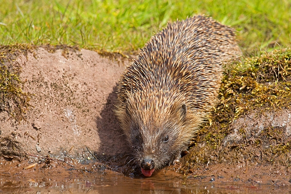 Hedgehog drinking. Apr '17.