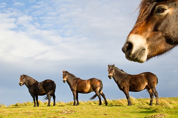 Exmoor Ponies,photobomber. Oct. '17.