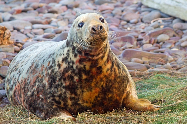 Grey Seal bull. Nov '17.