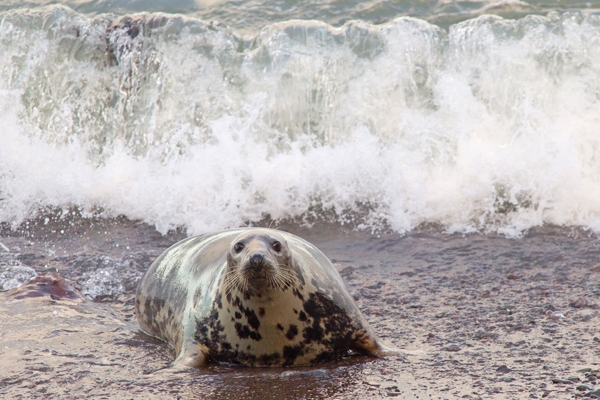 Grey Seal cow and looming wave. Nov '17.