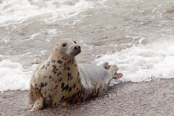 Grey Seal cow at surfline.  Nov '17.