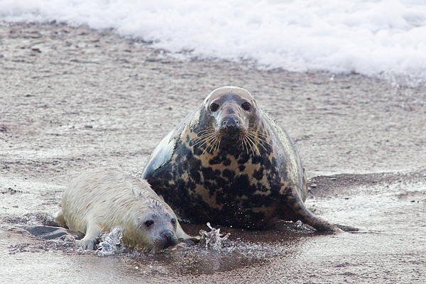 Grey Seal mum and pup on the beach. Nov '17.