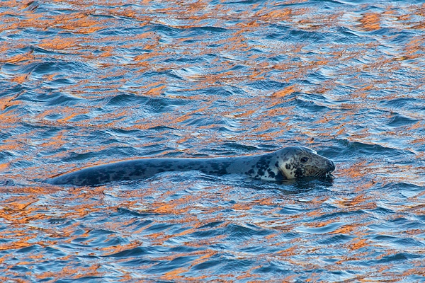 Grey Seal cow in reflected red sea. Nov '17.