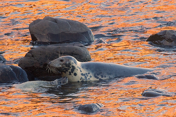 Grey Seal mum and pup in reflected red sea. Nov '17.