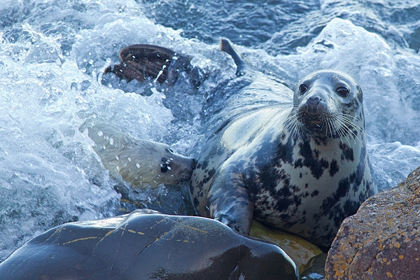 Grey Seal mum suckling pup in surf. Nov '17.