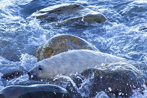 Grey Seal pup in rocky surf. Nov '17.