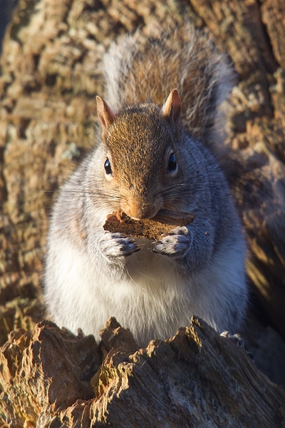 Grey Squirrel at tree hole 4. Dec '17.