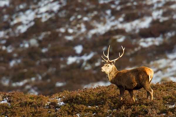 Red deer stag. Feb '18.