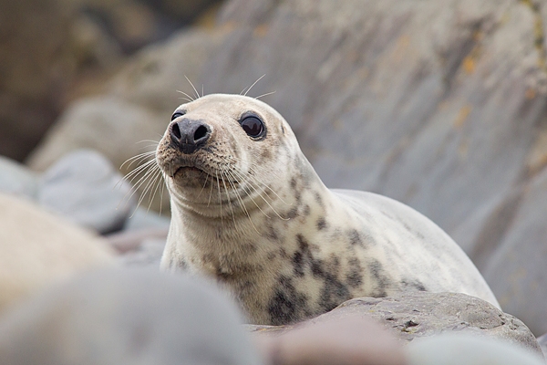 Grey Seal f in rocks 2. Nov '18.