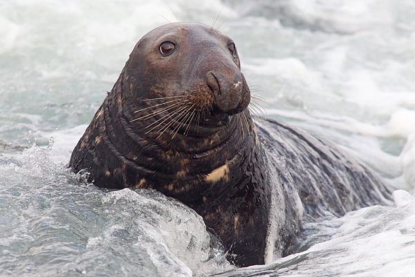 Grey Seal bull in surf. Nov '18.