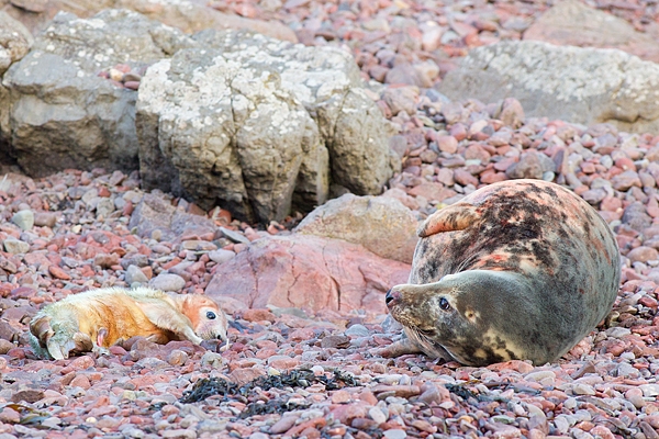 Grey Seal cow and pup. Dec '18.