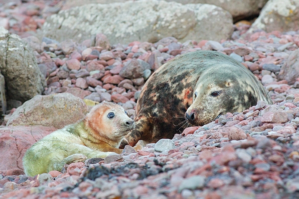 Grey Seal cow and pup 2. Dec '18.