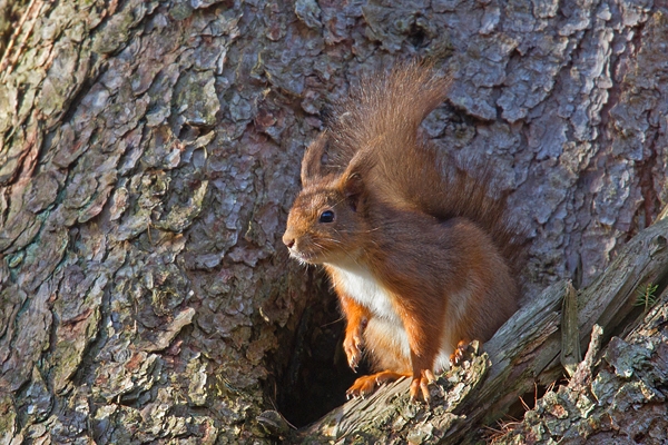Red Squirrel at larch tree hole 1. Mar '19.