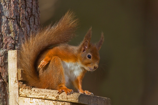 Red Squirrel on top of feed box. Mar '19.