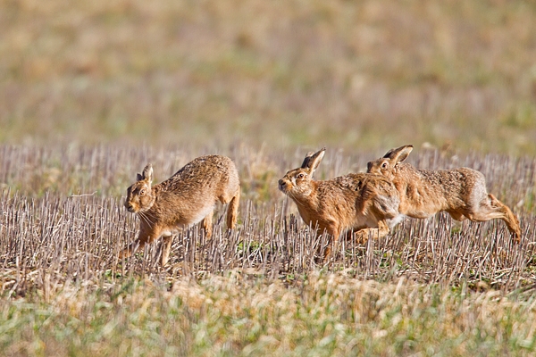 3 Brown Hares chasing. Mar '19.