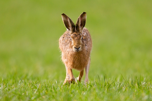 Brown Hare running straight on 2. Mar '19.