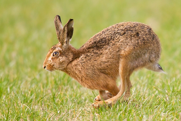 Brown Hare running full pelt 1. Mar '19.