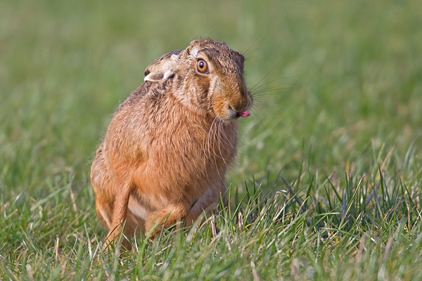 Brown Hare,cheeky. Mar '19.
