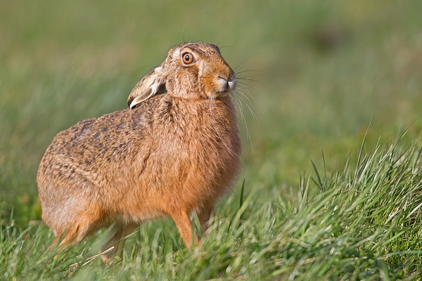 Brown Hare at field edge. Mar '19.