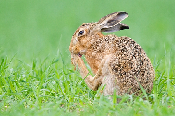 Brown Hare grooming. June '19.
