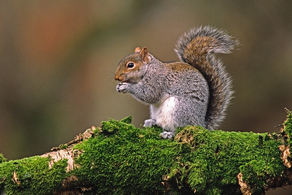 American Tree Rat.