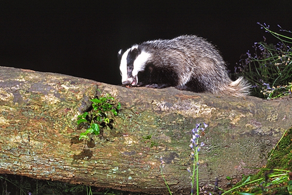 Badger on tree.