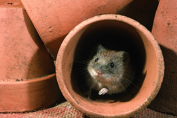 Field Vole in pots.