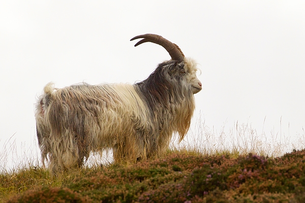 Wild Ceviot Billy Goat 1. Sept. '19.