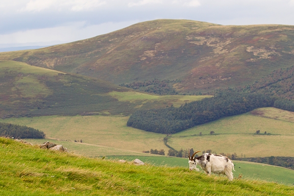 Wild Cheviot Goat in habitat. Sept. '19.