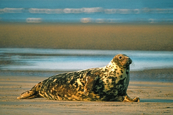 Grey Seal f.