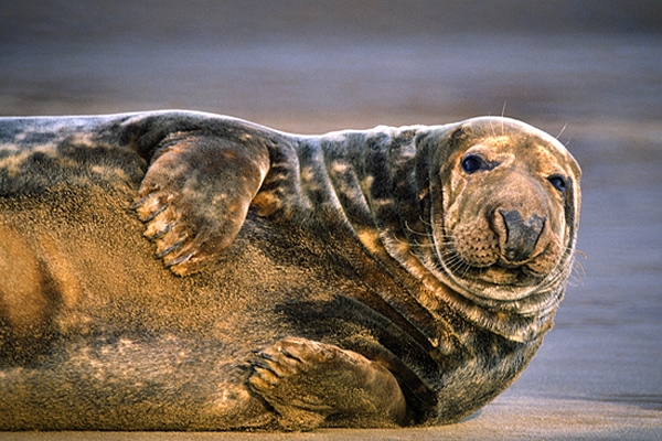 Grey Seal,m.