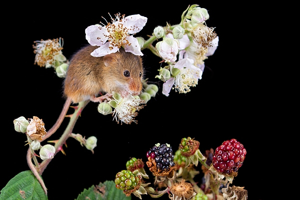 Harvest Mouse on bramble 2. Oct. '19.