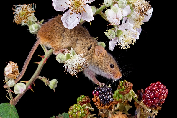 Harvest Mouse on bramble 1. Oct. '19.