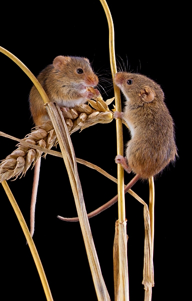 2 Harvest Mice on wheat. Oct. '19.