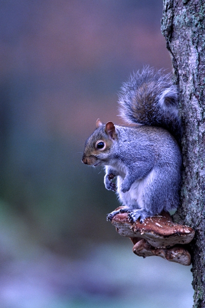 Grey Squirrel on bracket fungus 2.