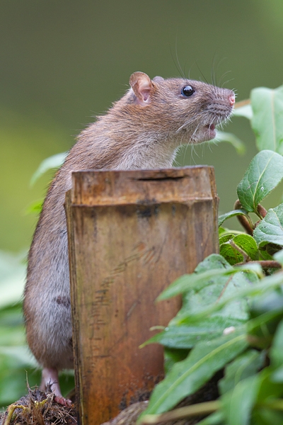 Brown Rat 2. Nov '19.