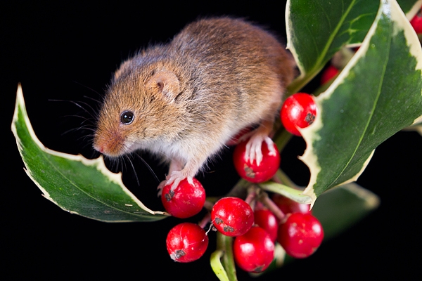 Harvest Mouse on holly 1. Nov '19.