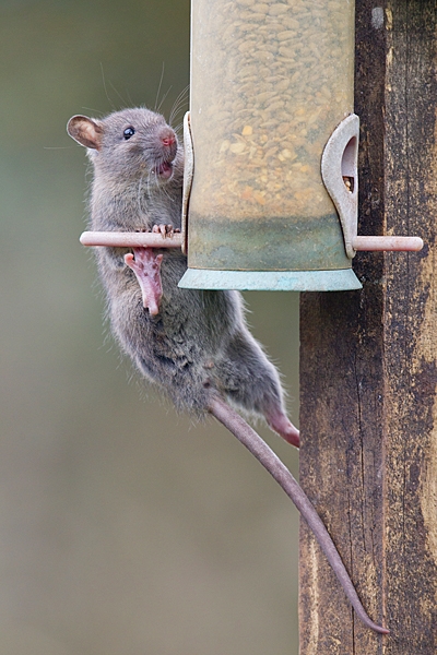Rat on seed feeder 1. Apr. '20.