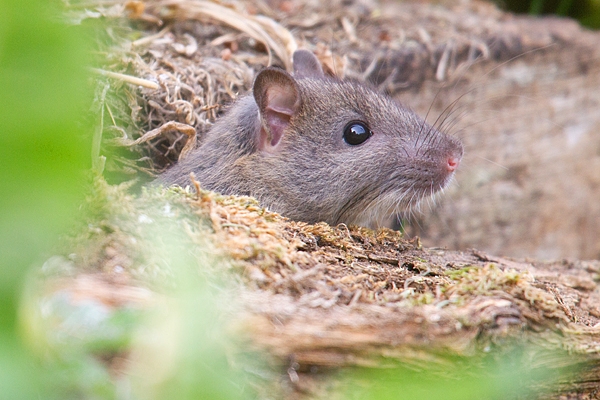 Brown Rat emerging. Apr. '20.