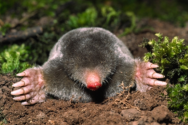 Mole.