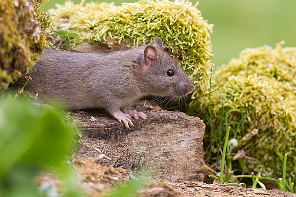 Brown Rat 2. Apr. '20.