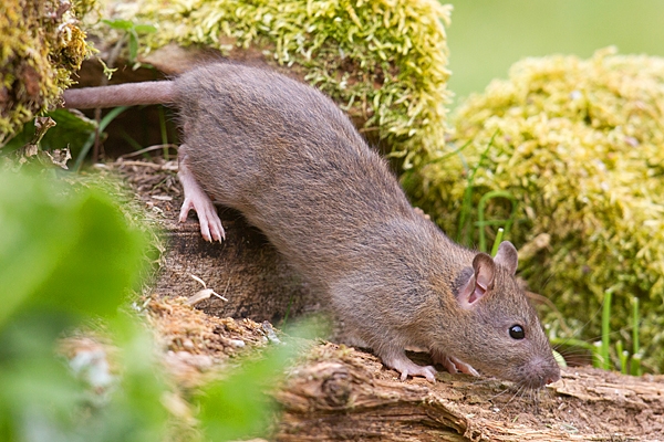 Brown Rat 1. Apr. '20.